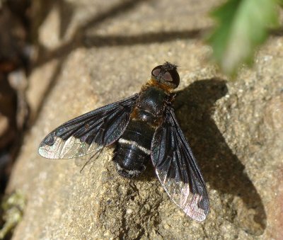 Mosca da famlia Bombyliidae // Bee-fly (Hemipenthes velutina)