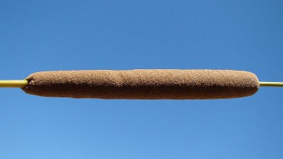 Uma Espetada Natural: Tabúa-larga // Common Cattail (Typha latifolia)