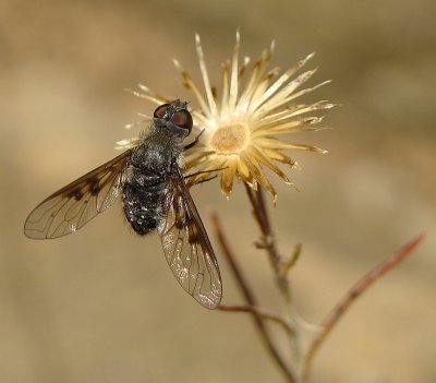 Mosca da famlia Bombyliidae // Bee Fly (Anthrax trifasciatus)