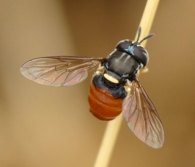 Mosca da famlia Syrphidae // Hoverfly (Paragus bicolor species-group)