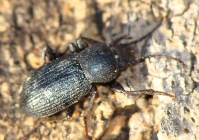 Escaravelho // Beetle (Probaticus anthracinus)