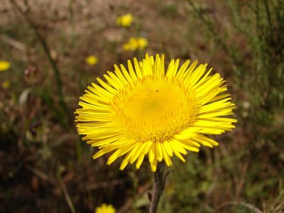 Erva-mont (Pulicaria odora)