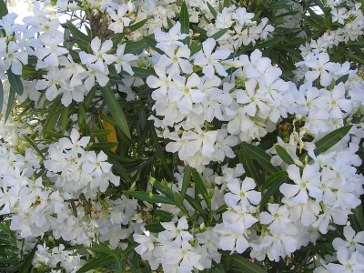 Flores do Loendro // Oleander flowers (Nerium oleander)