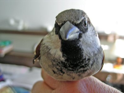 Pardal // House Sparrow (Passer domesticus subsp. domesticus), male