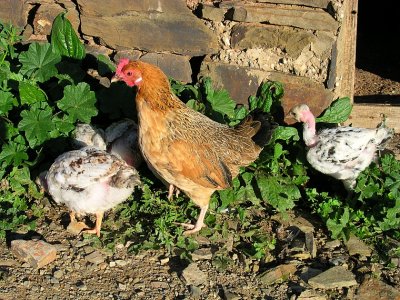 Galinha e Pintos // Domestic Fowl with Chicks (Gallus gallus subsp. domesticus)