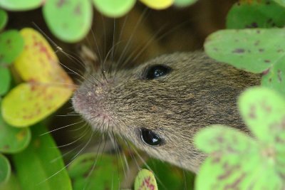 Rato-toupeiro // Field Vole (Microtus agrestis)