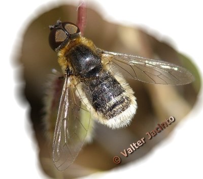 Mosca da famlia Bombyliidae // Bee-Fly (Villa ixion)
