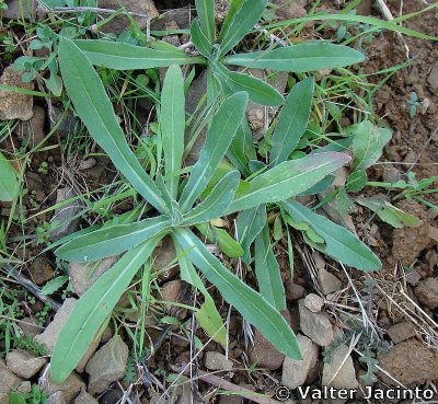Calêndula // Field Marigold (Calendula arvensis)