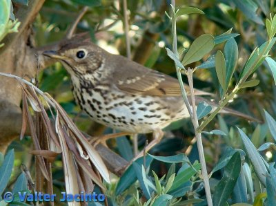 Tordo-pinto // Song Thrush (Turdus philomelos)