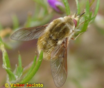 Mosca da famlia Bombyliidae // Bee Fly (Bombylisoma notatum)