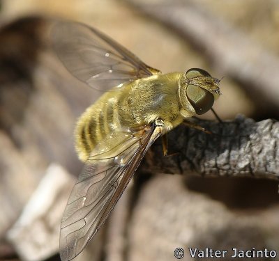 Mosca da famlia Bombyliidae // Bee Fly (Villa hottentotta)
