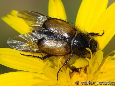 Escaravelho // Beetle (Chasmatopterus villosulus)