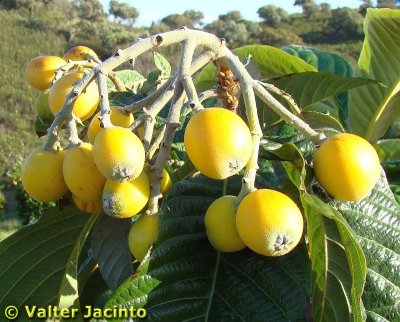 Nêsperas // Loquart Fruit (Eriobotrya japonica)