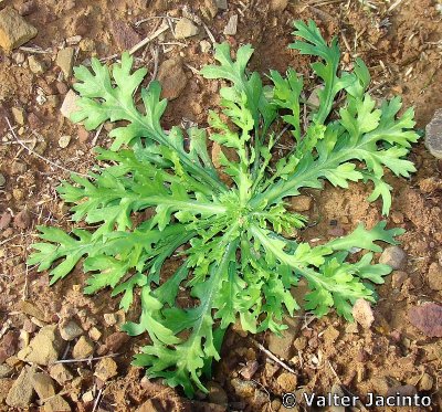 Pampilho-das-searas // Corndaisy (Chrysanthemum segetum)