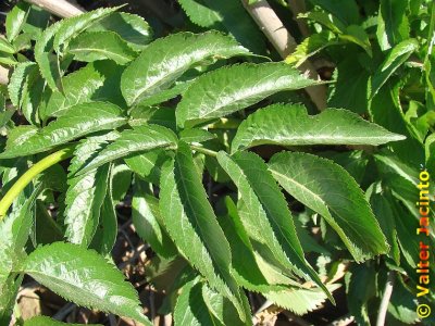 Sabugueiro // Elderberry (Sambucus nigra)