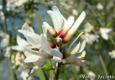 Piorno-branco // Bridal Broom (Retama monosperma)