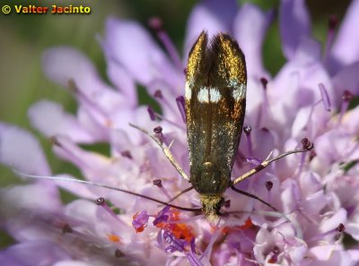 Borboleta // Butterfly (Nemophora raddaella)