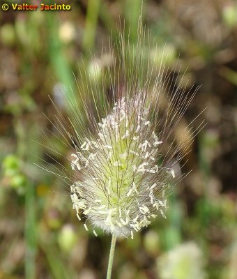 Rabo-de-lebre // Harestail Grass (Lagurus ovatus)