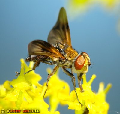 Mosca da família Tachinidae // Tachinid Fly (Ectophasia sp.)