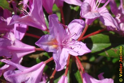 Adelfeira // Rhododendron (Rhododendron ponticum subsp. baeticum)