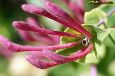 Madressilva // Honeysuckle (Lonicera implexa)