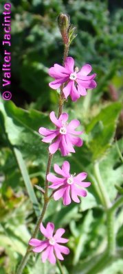 Silene scabriflora subsp. scabriflora