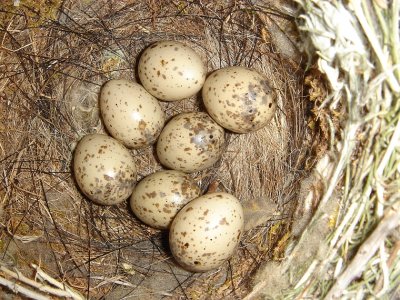 Ninho de Pega-azul ou Charneco // Nest of Iberian Azure-winged Magpie (Cyanopica cooki)