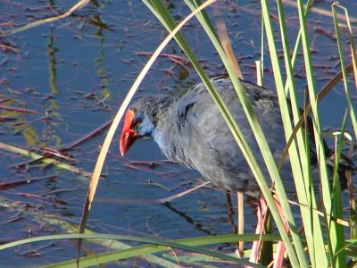 Camo // Purple Swamphen (Porphyrio porphyrio)