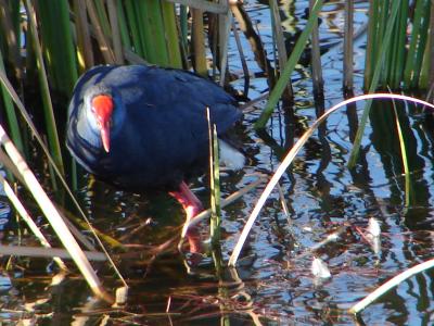 Camo // Purple Swamphen (Porphyrio porphyrio)