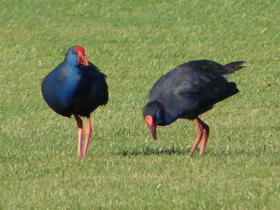 Camo // Purple Swamphen (Porphyrio porphyrio)