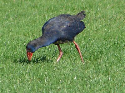 Camo // Purple Swamphen (Porphyrio porphyrio)