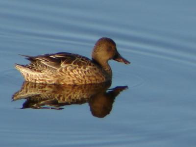 Pato-real // Mallard (Anas platyrhynchos), female