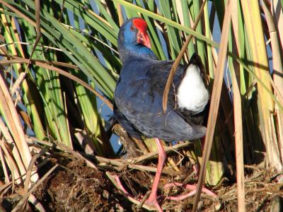 Camo // Purple Swamphen (Porphyrio porphyrio)