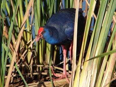 Camo // Purple Swamphen (Porphyrio porphyrio)