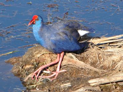 Camo // Purple Swamphen (Porphyrio porphyrio)