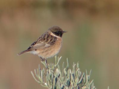 Cartaxo // European Stonechat (Saxicola rubicola subsp. rubicola), male