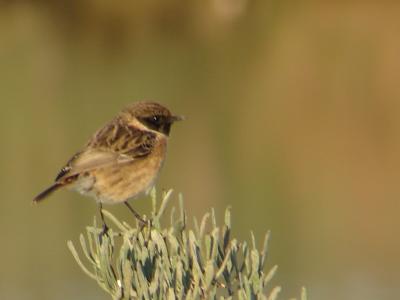 Cartaxo // European Stonechat (Saxicola rubicola subsp. rubicola), male