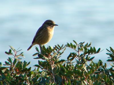 Cartaxo // European Stonechat (Saxicola rubicola subsp. rubicola), female