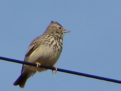 Crested Lark