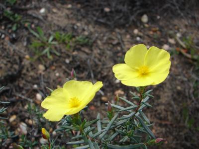 Erva-sargacinha (Halimium calycinum) /|\ Yellow Rock Rose