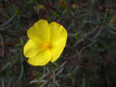 Erva-sargacinha (Halimium calycinum) /|\ Yellow Rock Rose