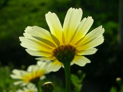 Pampilho-ordinário (Chrysanthemum coronarium)