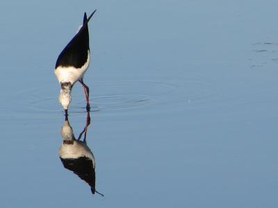 Pernilongo // Black-winged Stilt (Himantopus himantopus)