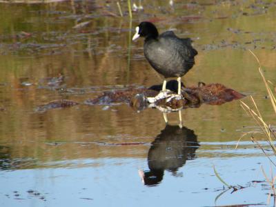 Galeiro // Coot (Fulica atra)