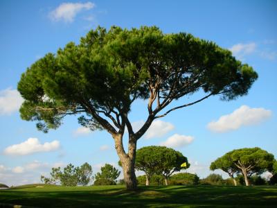 Pinheiro-manso (Pinus pinea) /|\ Umbrella Pine