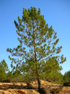 Pinheiro-bravo (Pinus pinaster) /|\ Maritime Pine