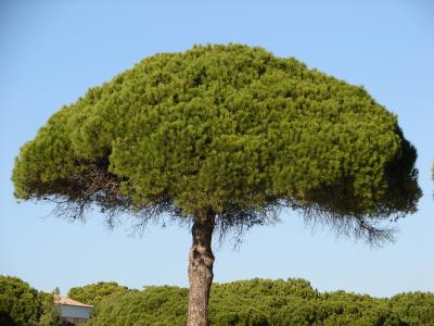 Pinheiro-manso (Pinus pinea) /|\ Umbrella Pine