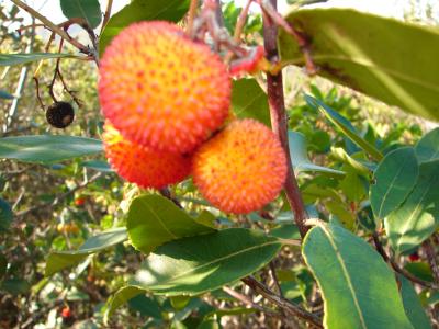 Medronhos /|\ Arbutus-berry (Arbutus unedo)