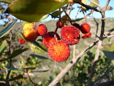 Medronhos /|\ Arbutus-berry (Arbutus unedo)