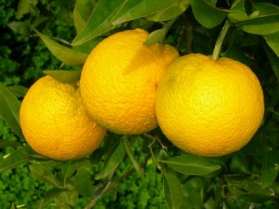 Laranjas (Citrus sinensis) // Oranges